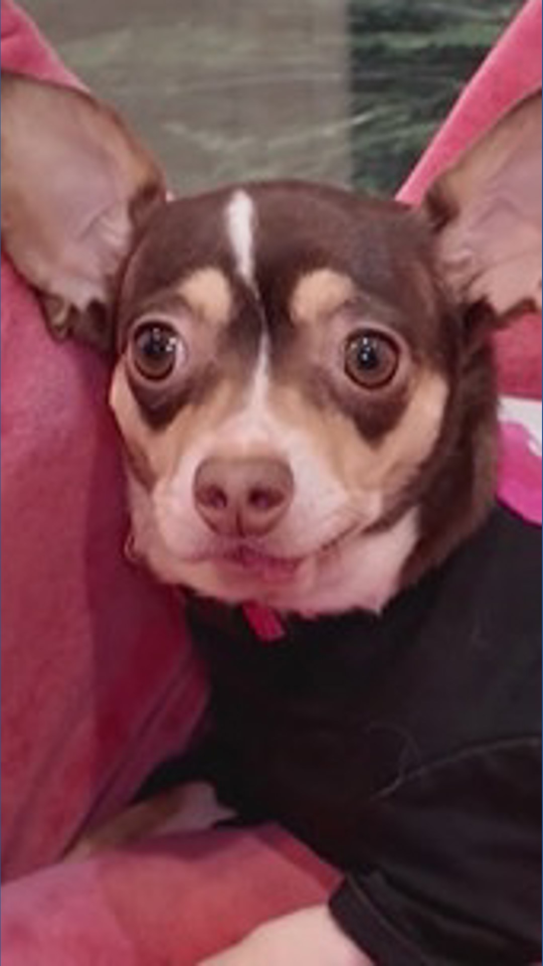 7-pound Chihuahua back home after spending 3 days lost in the cold