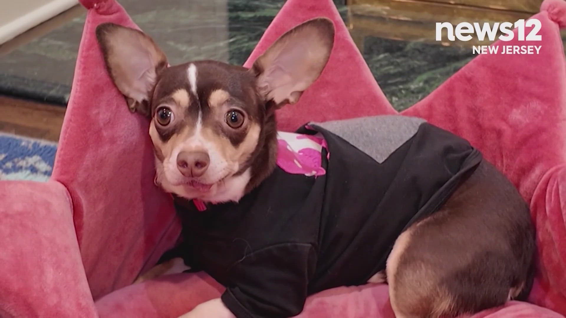 7-pound Chihuahua back home after spending 3 days lost in the cold