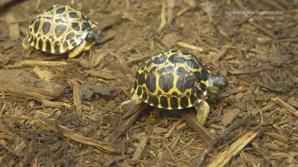 Houston Zoo's 90-year-old tortoise 'Mr. Pickles' is a first-time