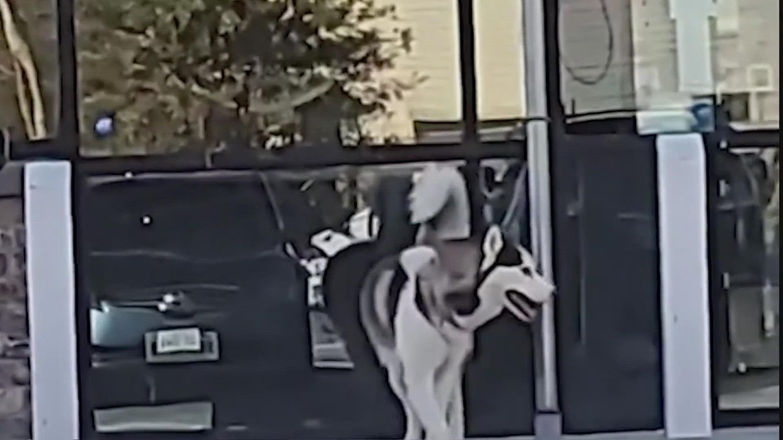 Anjing terlantar di pom bensin |  Berita Houston, Texas