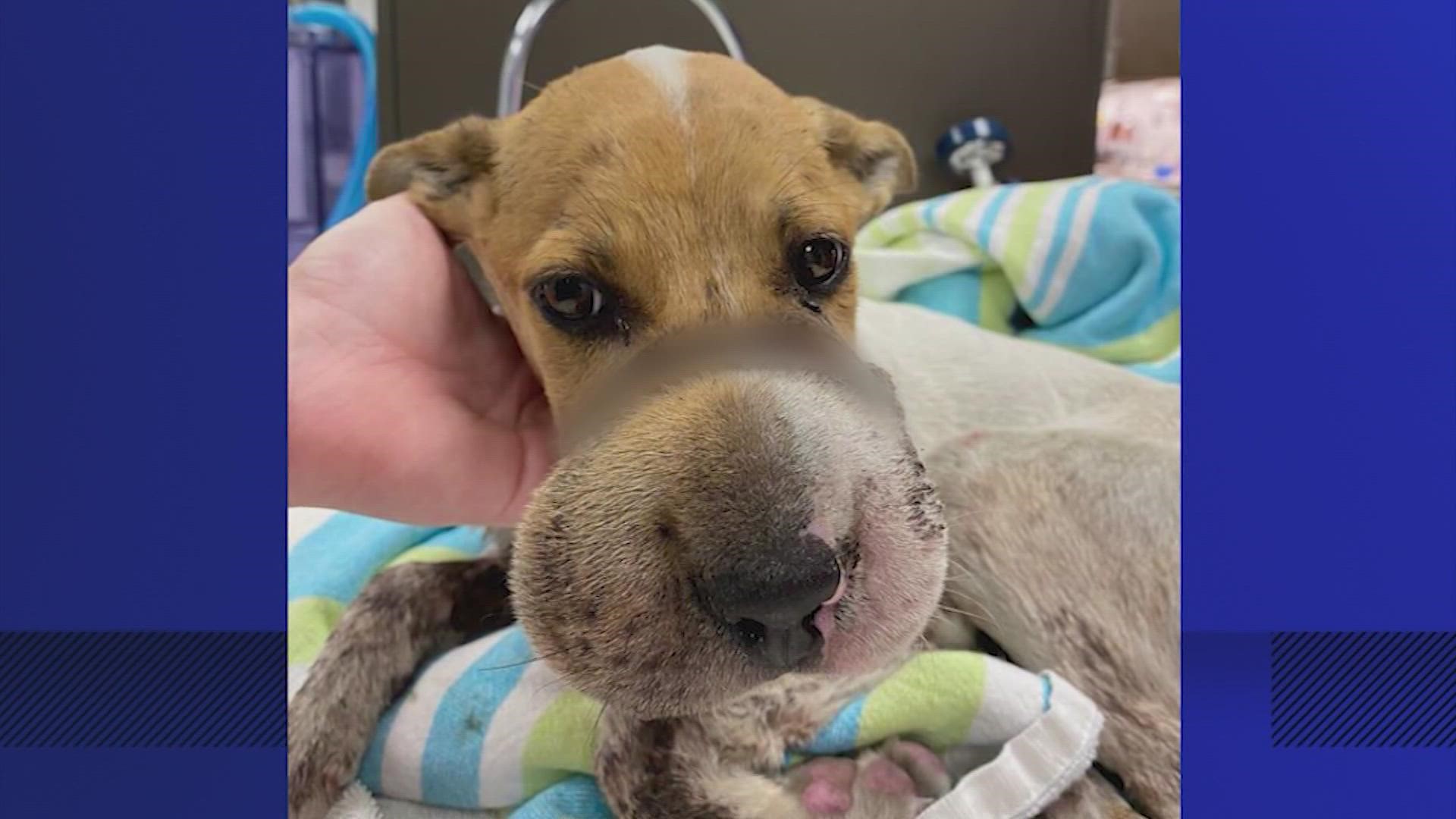 The Houston SPCA said someone wrapped a hair tie so tightly around the puppy's snout that it caused severe swelling and a deep laceration to the bone.
