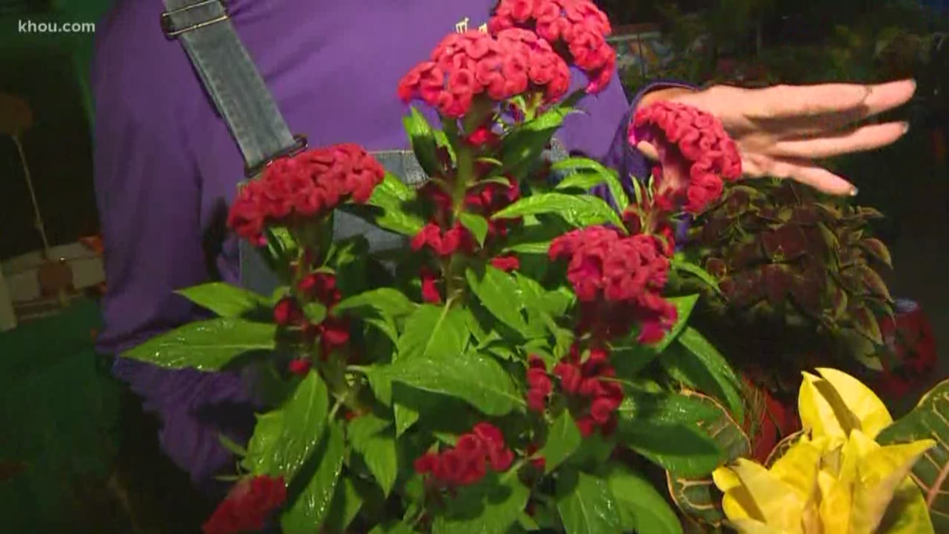 KHOU 11's Ruben Galvan says he has found the perfect flower to plant for fall. | #HTownRush