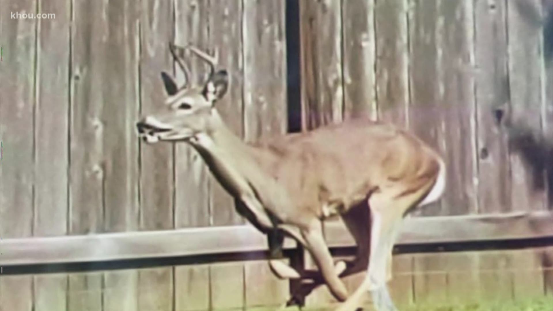 Oh deer! A Katy homeowner is looking for someone to repair a window to his home after a buck busted through it. The buck also set off the home alarm.