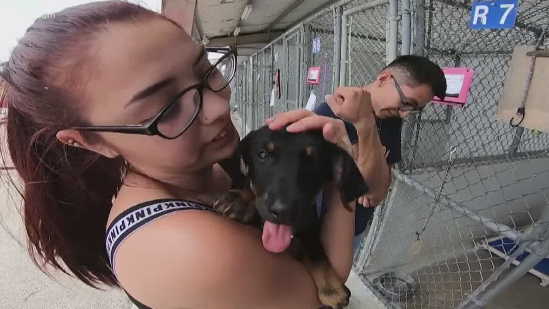 If you're hot during the summer, your dog is, too. Animal shelters in the Houston area are working to keep pets cool as the weather heats up.