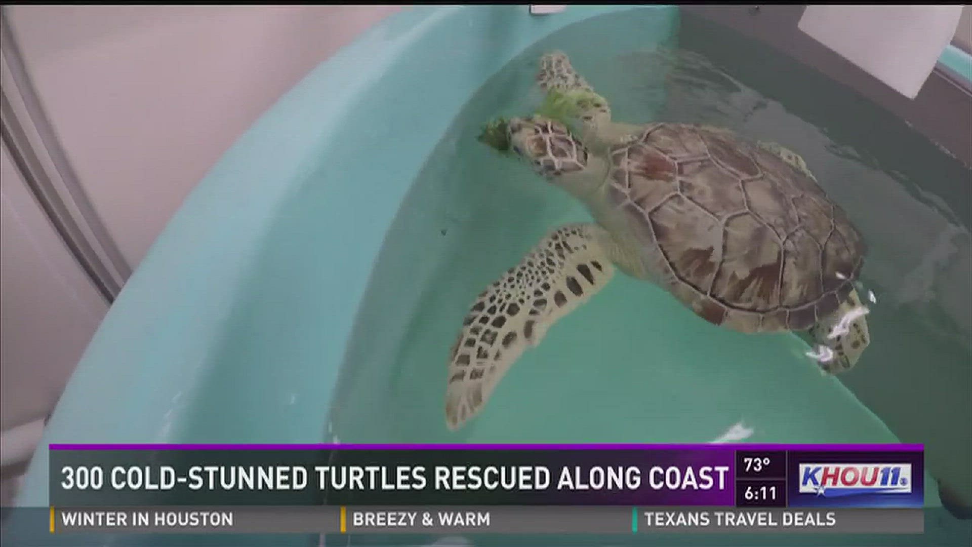 Three hundred sea turtles along the Gulf coast were rescued after being stunned from the freezing temperatures last week.