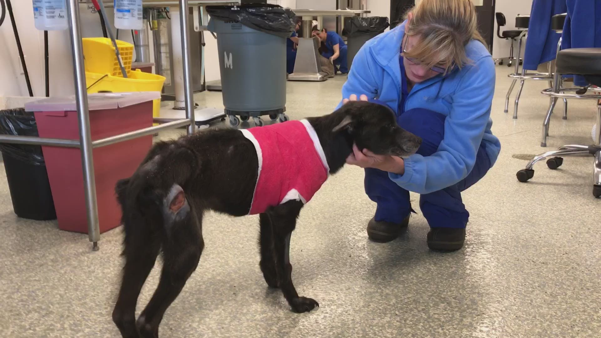 A 1-year-old terrier mix was found abused and abandoned in a Houston-area dumpster last week. She was rescued by the Houston SPCA and is on the road to recovery.