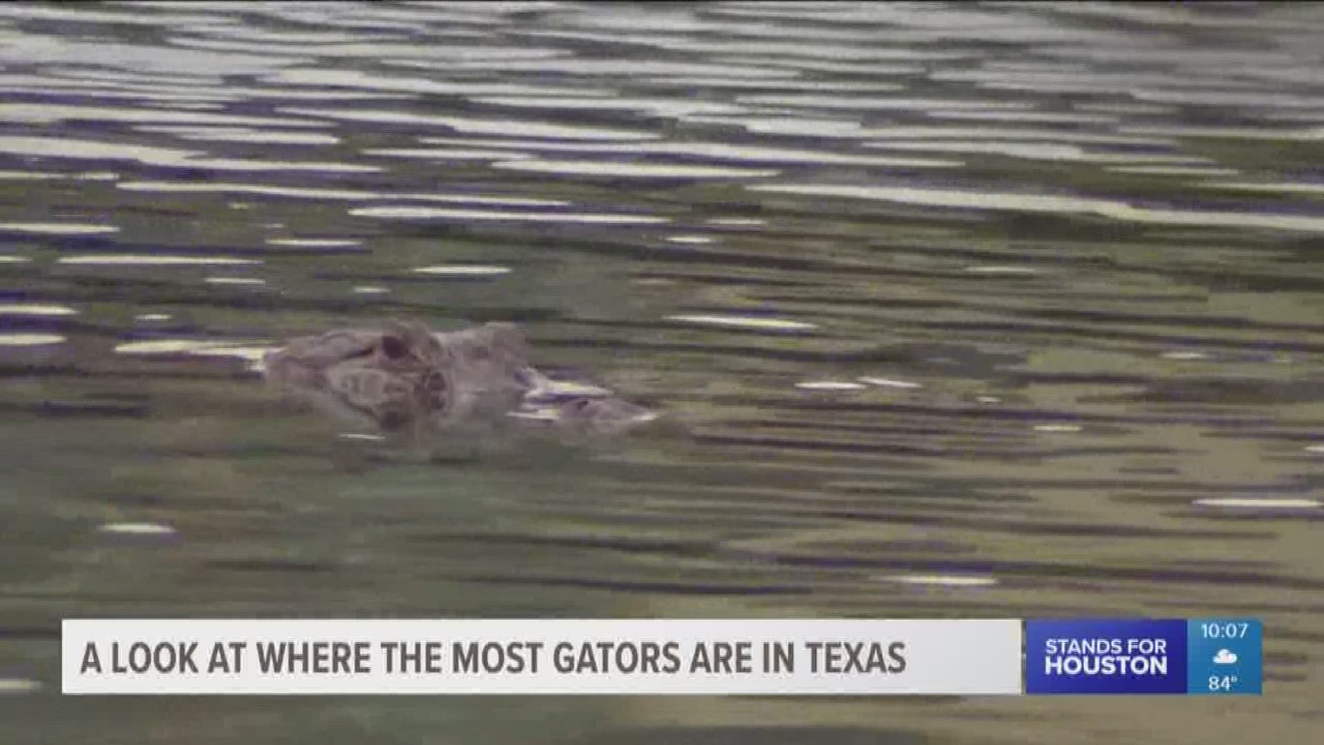 Texas Parks and Wildlife estimates there to be at least 500,000 alligators in Texas, with a large majority of the population in Liberty, Orange, Chambers and Jefferson counties.