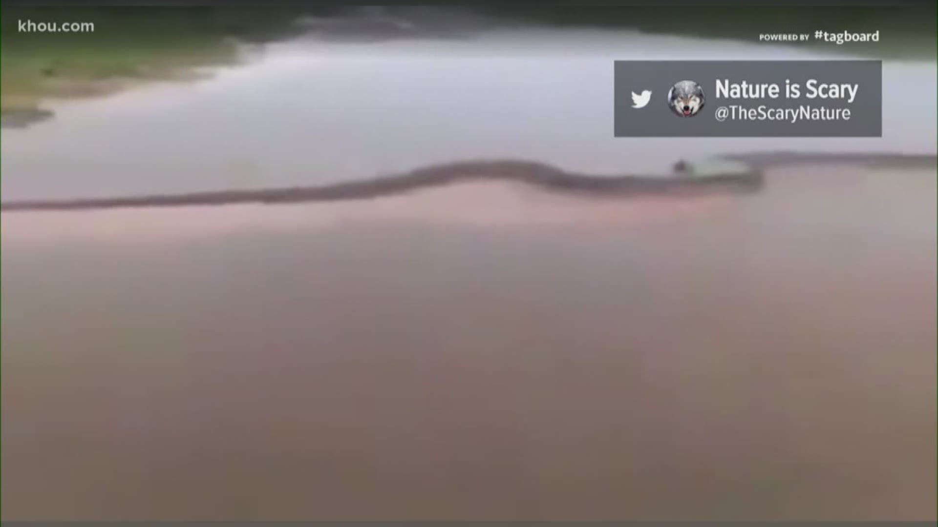 A video claiming to show a 50-foot Anaconda swimming across a Brazilian river is making the rounds on social media.