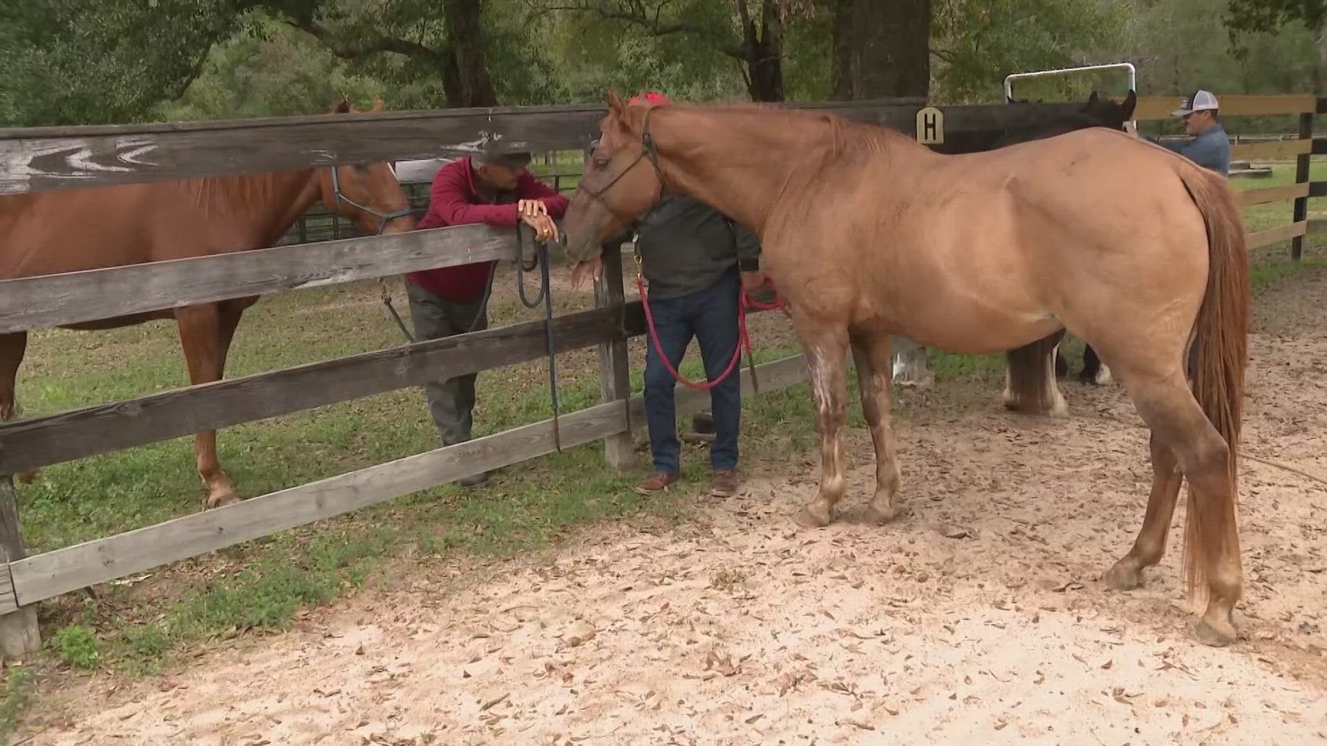 Henry's Home in Conroe takes in horses that have been rescued or surrendered. It also gives new life to veterans and first responders.