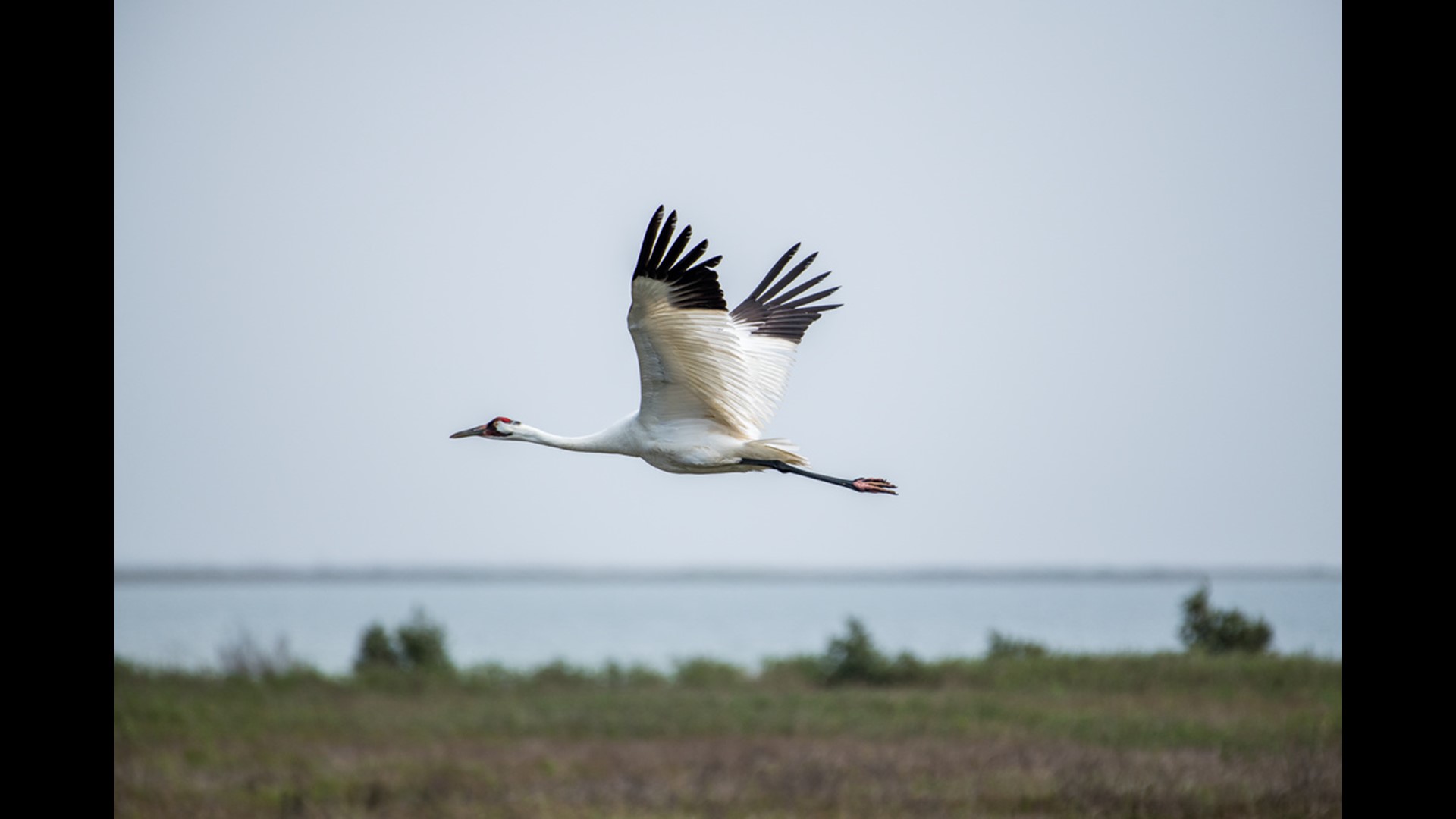 Houston Zoo's Texas Wetlands opens May 24th with bald eagles, alligators, whooping cranes and