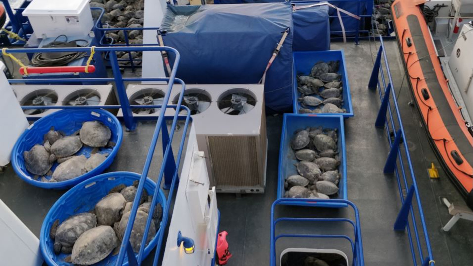 Rescued sea turtles released back into Gulf of Mexico | khou.com