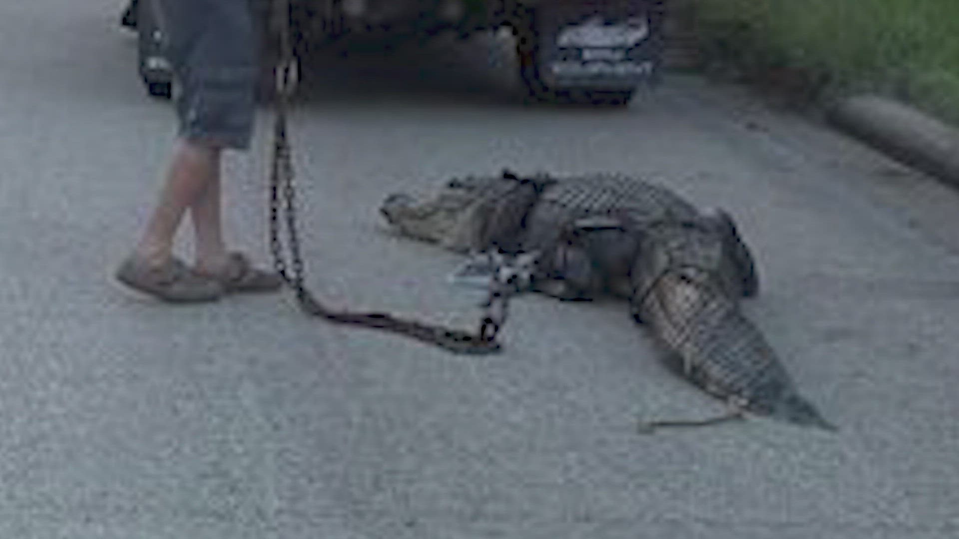 A massive 10-foot-long alligator caused a traffic jam on Tuesday after taking a stroll on the Beltway.