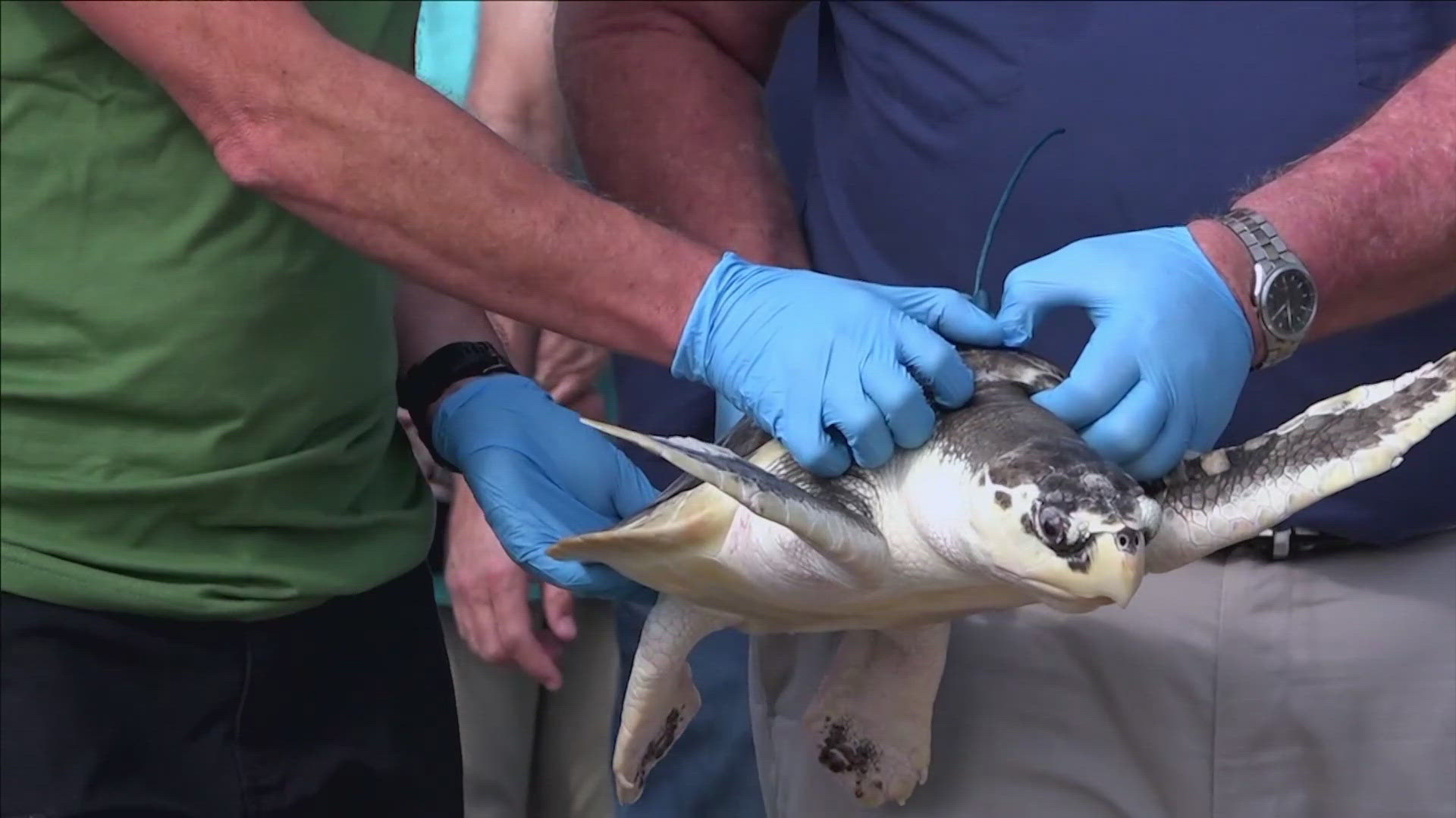 Sea turtle journeys from Gulf of Mexico to Netherlands and back | khou.com