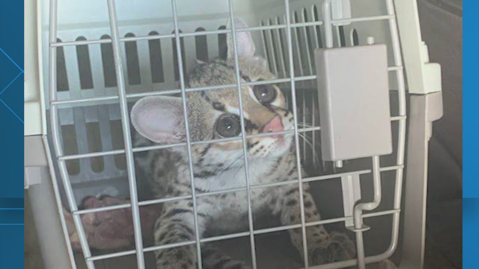 A Texas couple accused of selling a jaguar and a margay cub will be the first to be tried under the new Big Cat Act, according to federal attorneys.