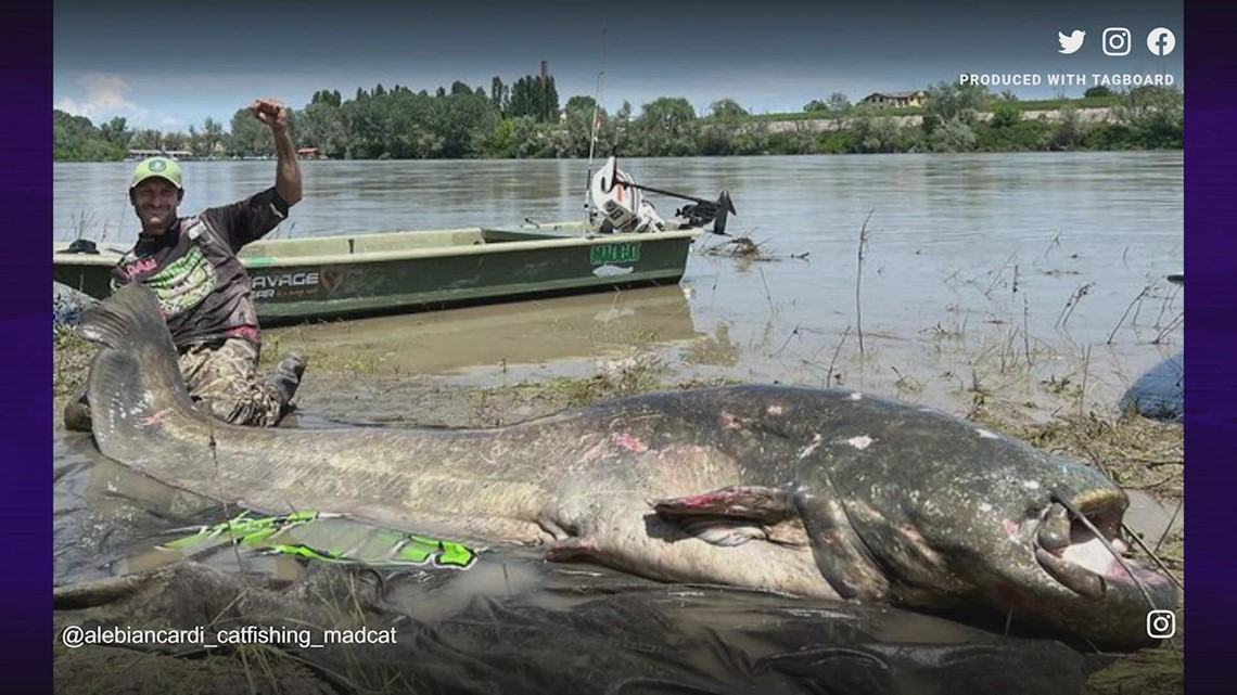 Italian angler reels in 9-foot-long catfish
