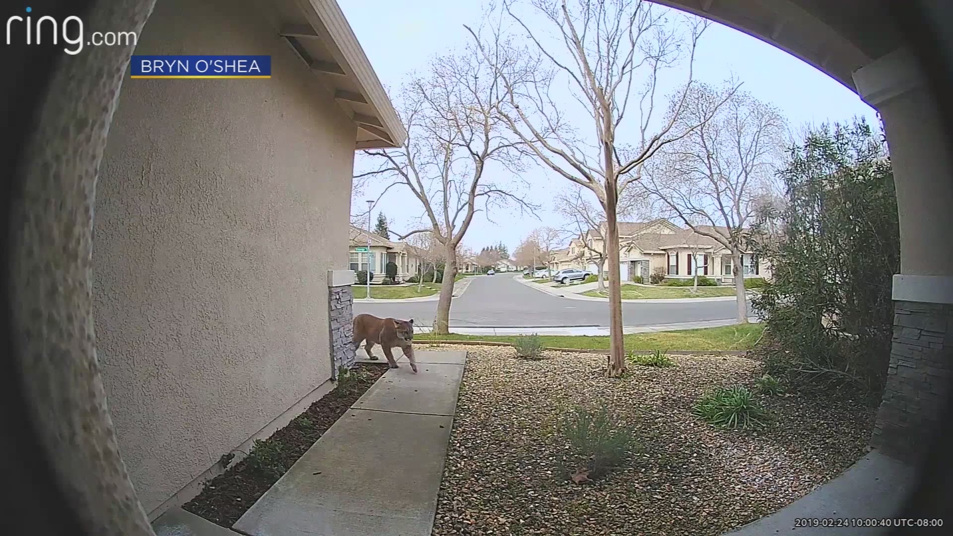A large cat was caught on a Ring doorbell camera roaming a California neighborhood over the weekend.