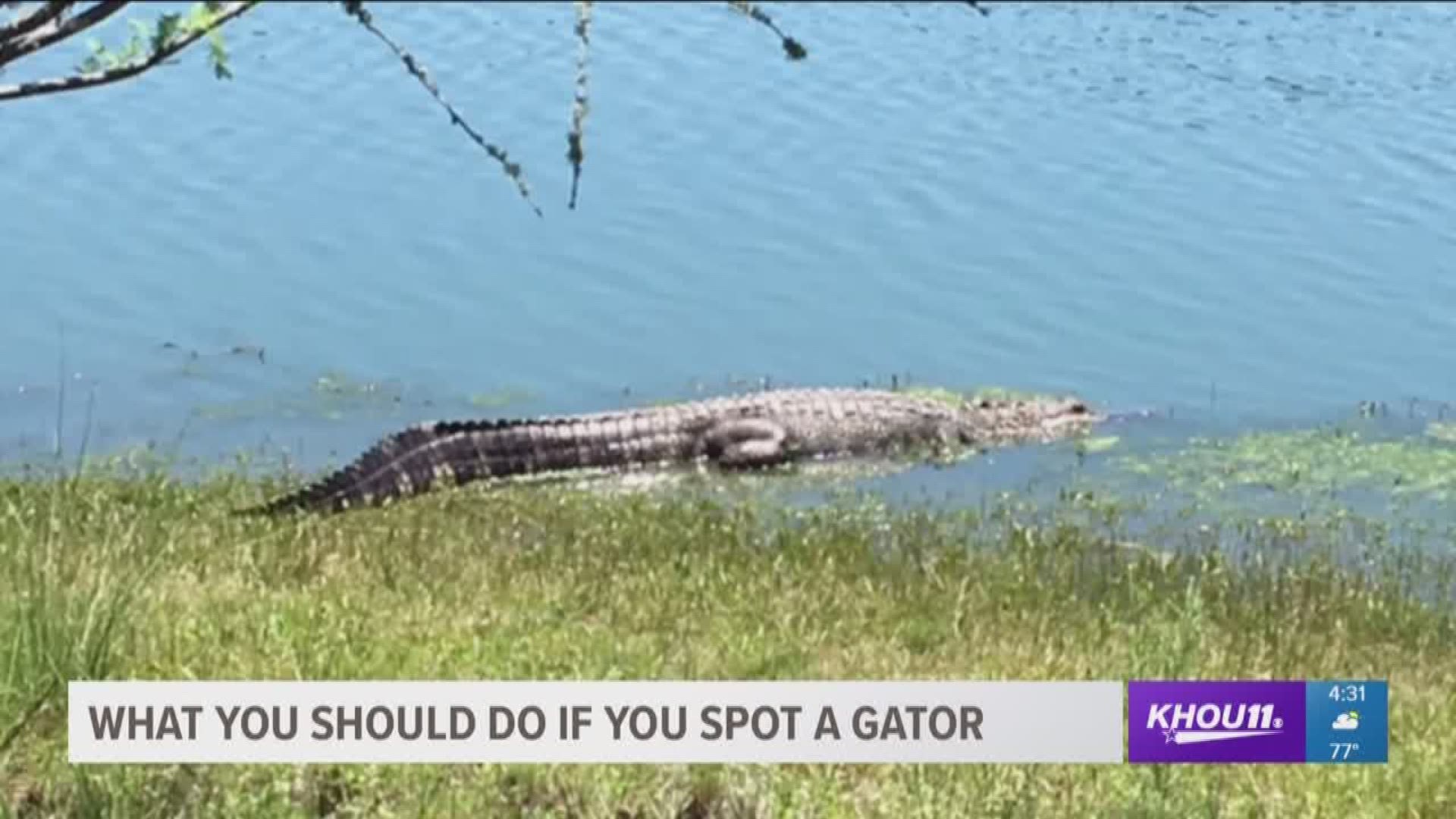 As summer approaches, here's what you should do if you spot a gator ...