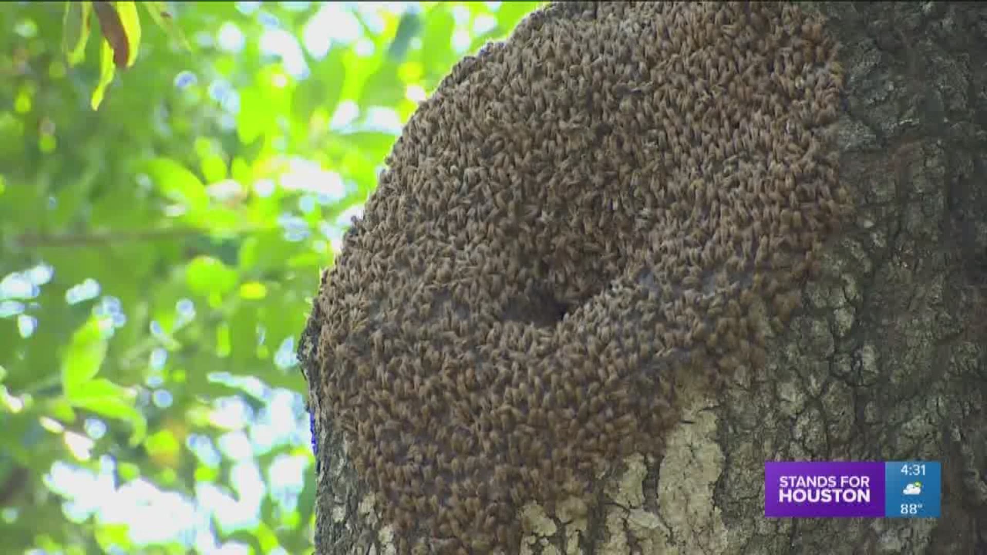 Africanized "killer" bees are the type of bees one expert says have swarmed into several colonies in River Oaks.