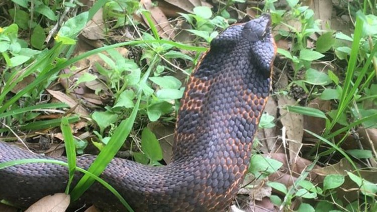 Rare sighting of cobra-like eastern hognose snake caught on camera at ...