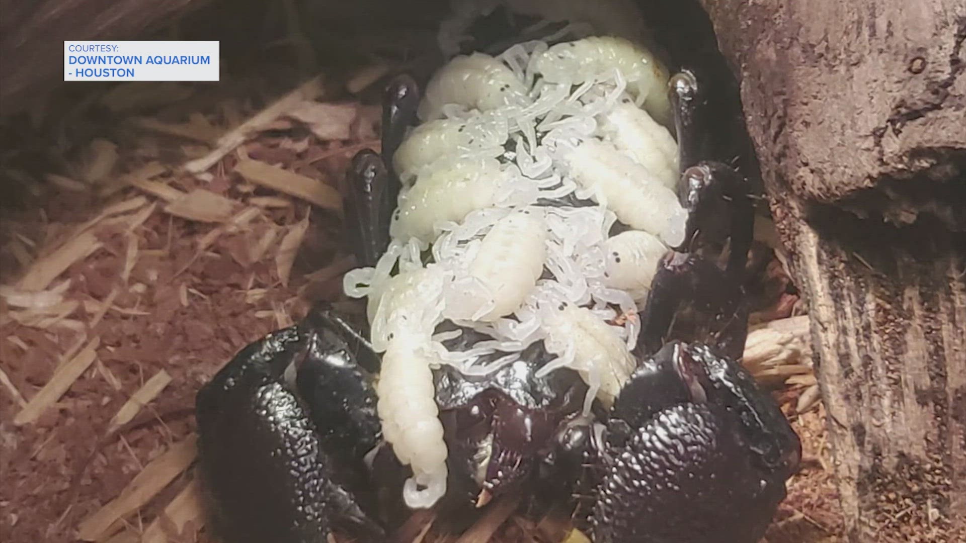 The emperor scorpion gave birth at the Downtown Aquarium.  The babies will stay on mom's back for a few weeks.