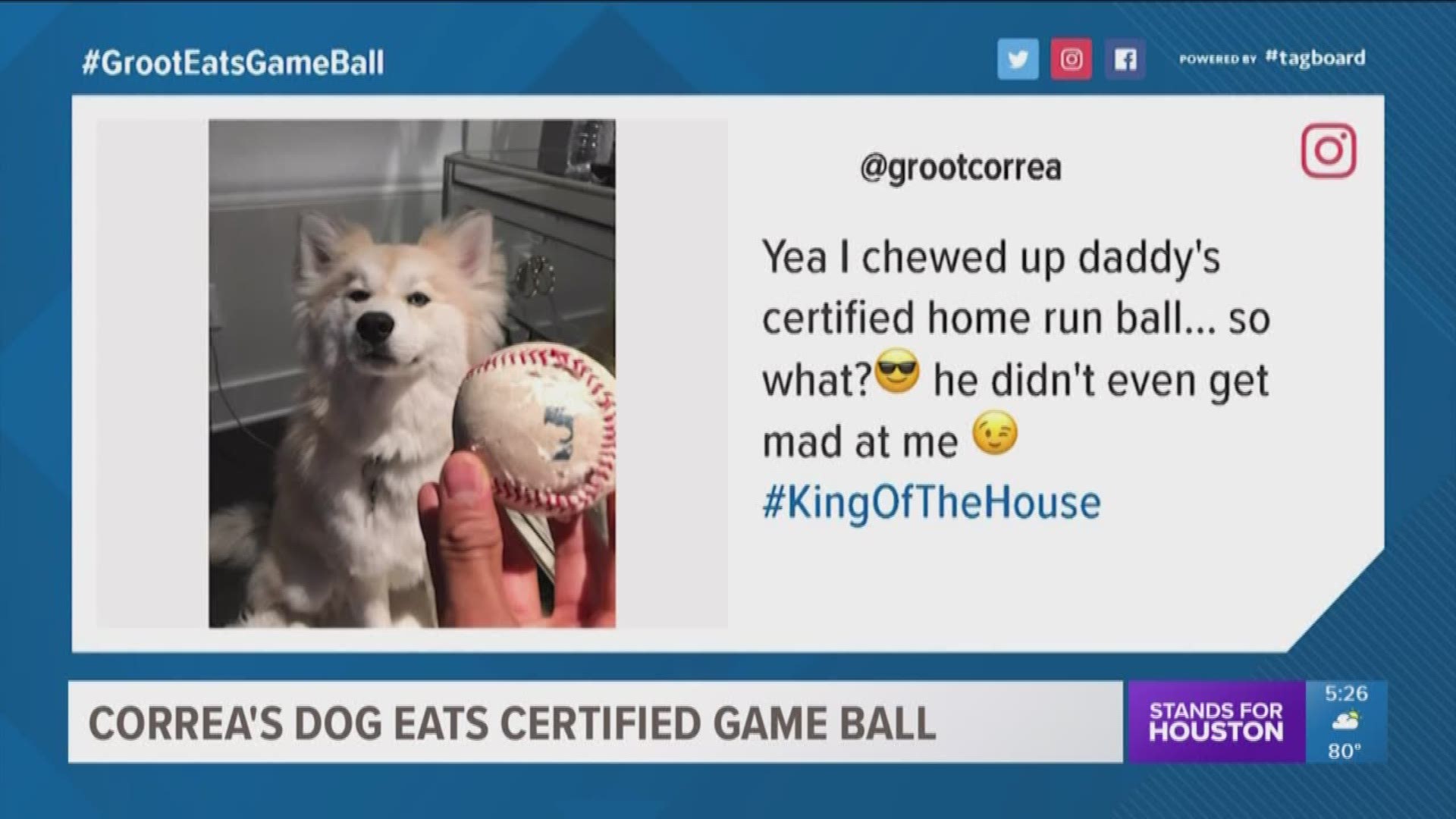 The white Pomsky belonging to Houston Astros star Carlos Correa apparently got his paws on an official home run baseball and chewed it up.
