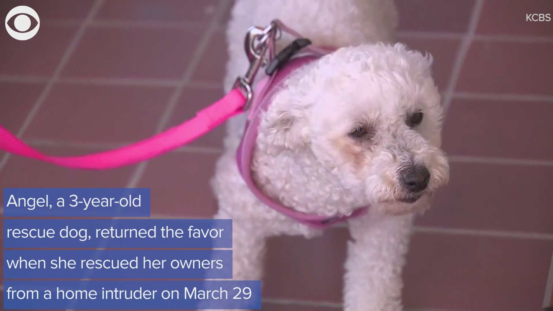A rescue dog returned the favor when she saved her owners from a home intruder.