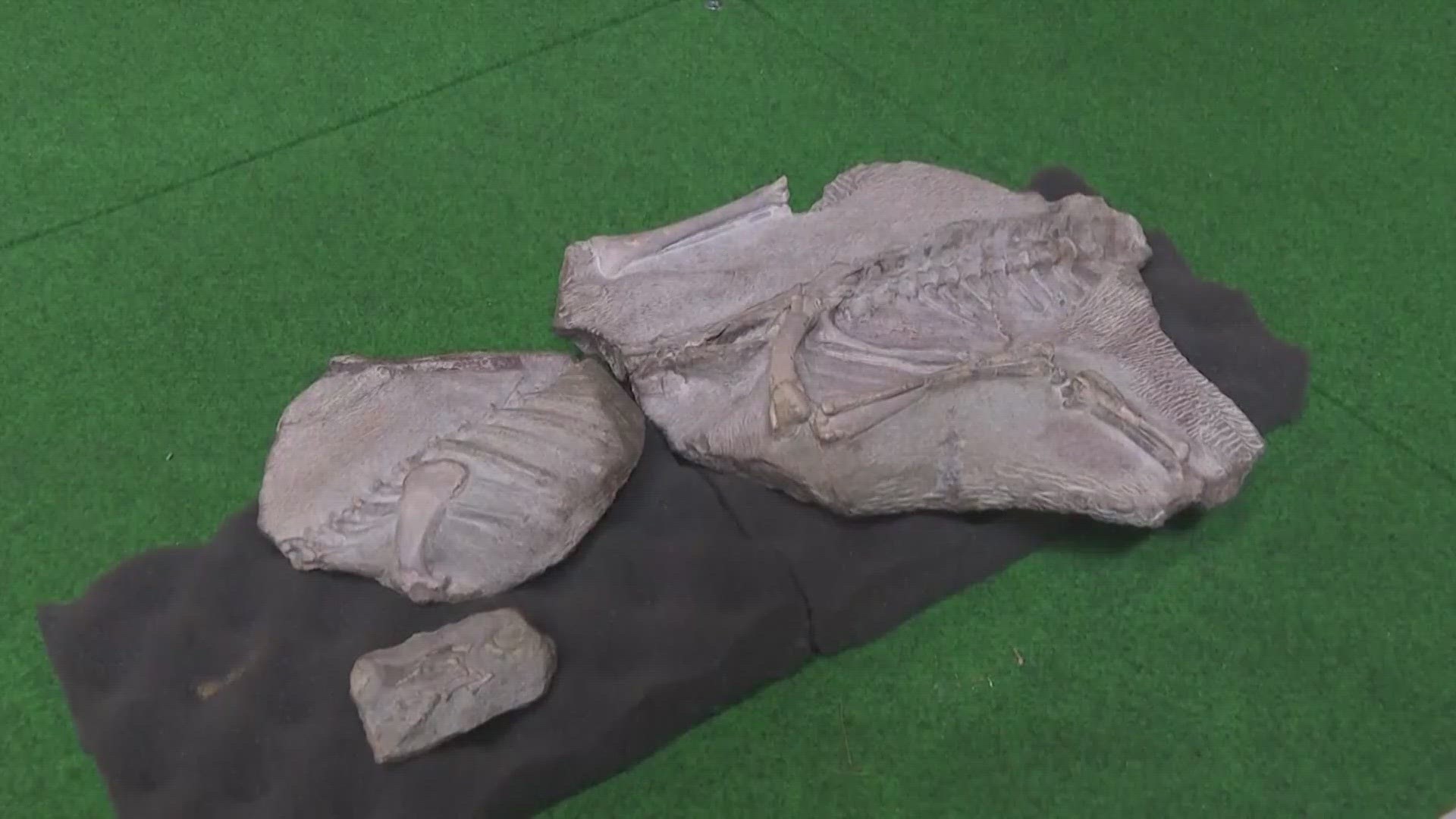 Researchers have discovered a new dinosaur species they say roamed the plains of Southeast Asia about 150 million years ago.