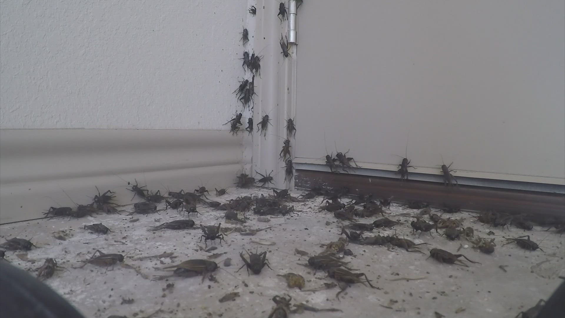 Experts said the numbers for black crickets are highest in August and September when a summer drought is broken by rainfall and cooler weather.