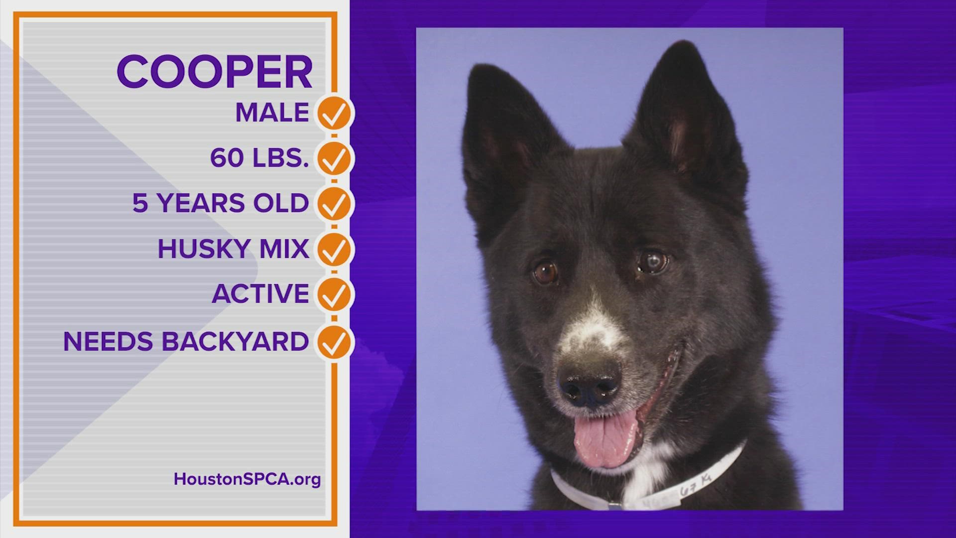 Cooper could be your furry 'accountabili-buddy' for 2022 and many years to come. Learn more about him and other pets at houstonspca.org.