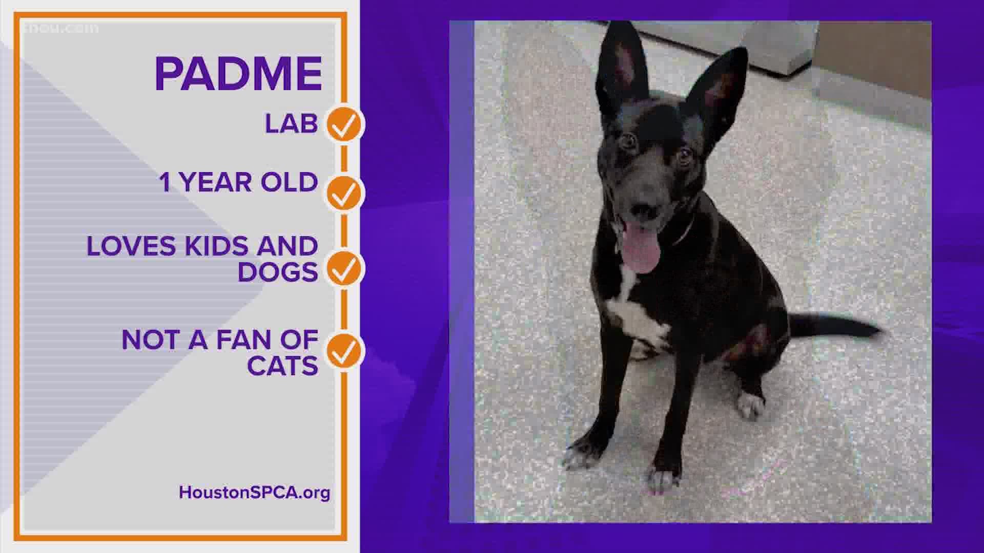 Meet Padme, a sweet pup available for adoption at the Houston SPCA.