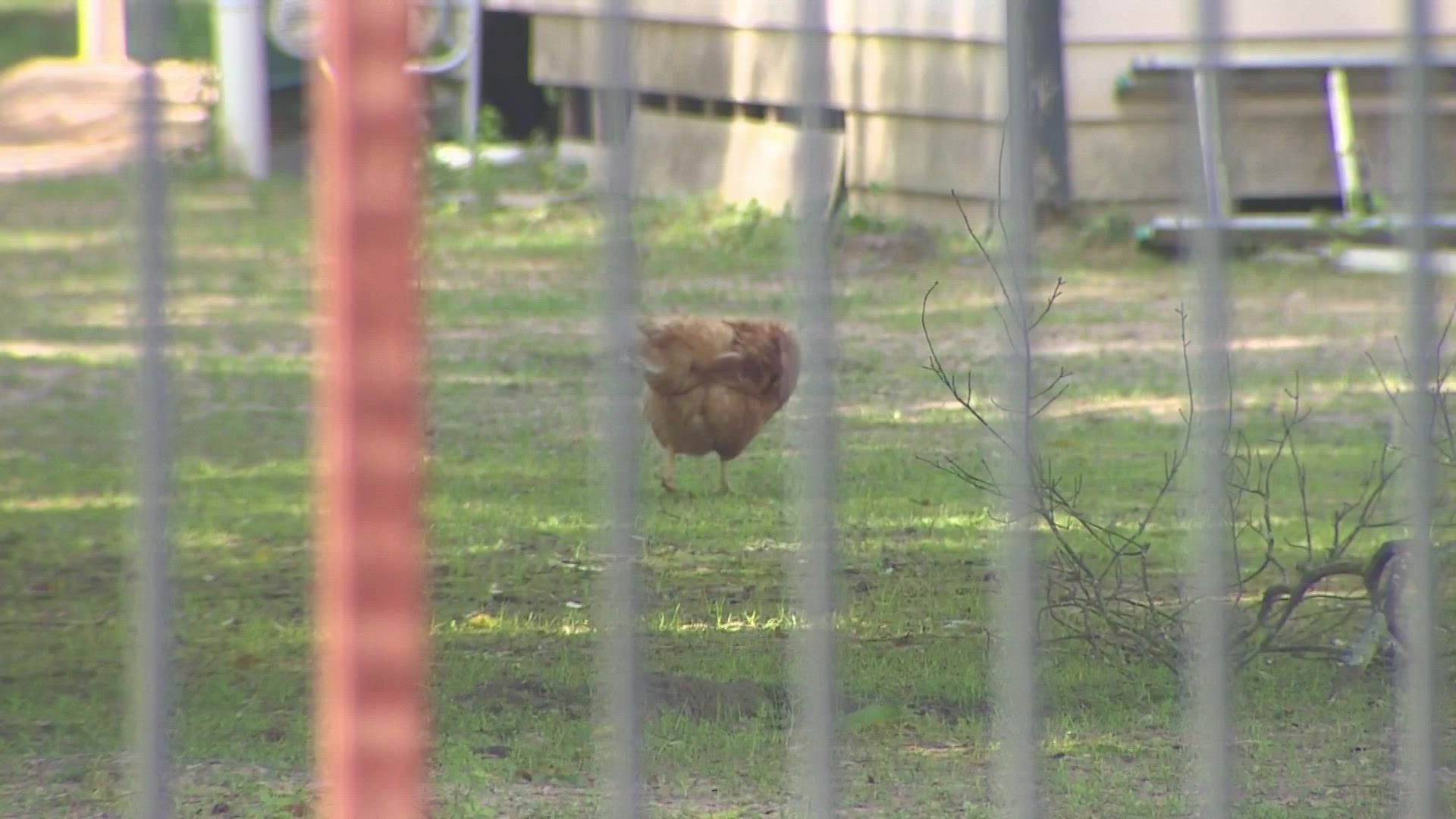 They say the dog got into Francisco Oropeza's yard a few times and killed his chickens so he shot and killed the dog.