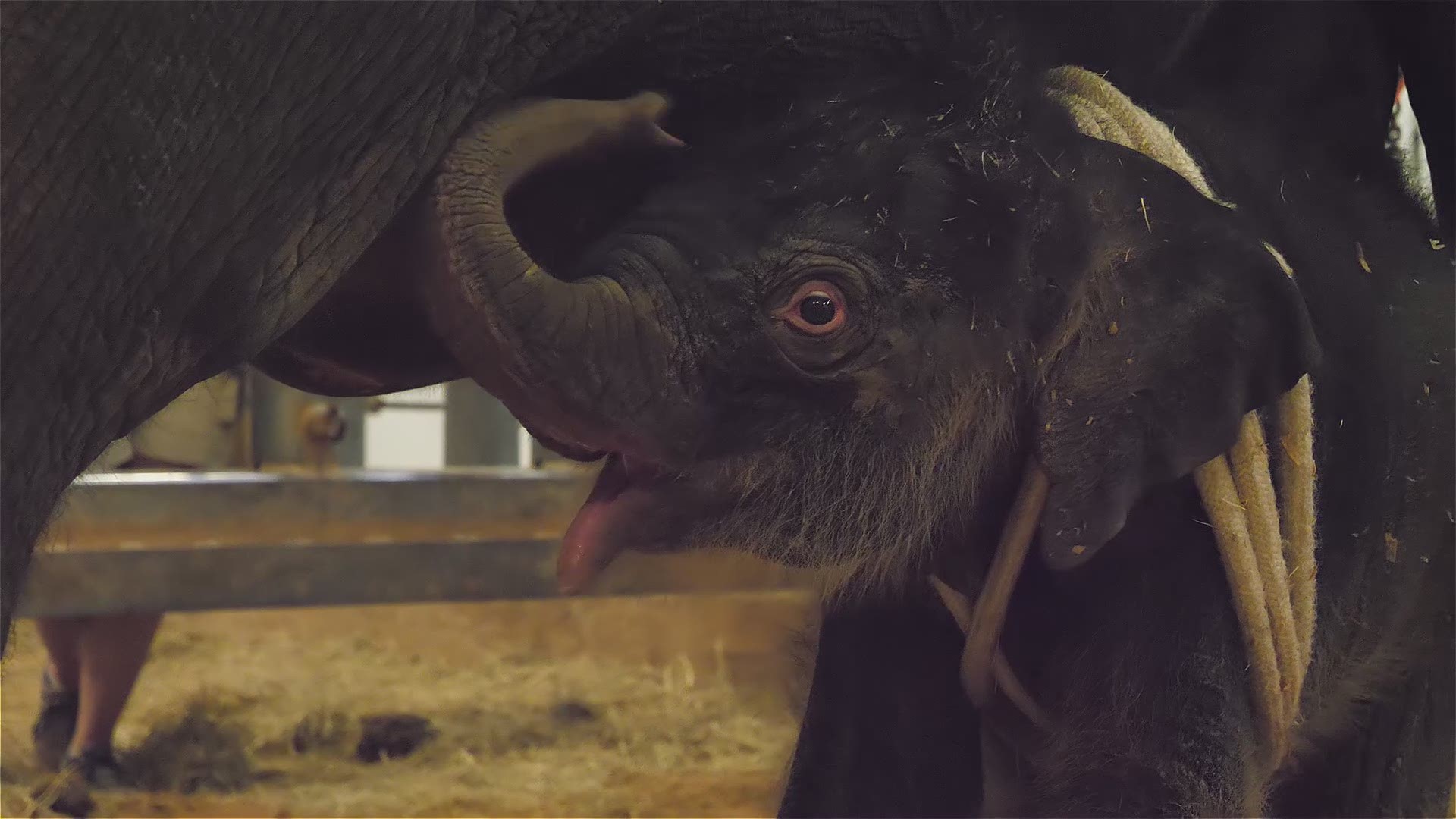 A female baby elephant, Joy, has been born at the Houston Zoo. Video: Jeremy Stewart/Houston Zoo