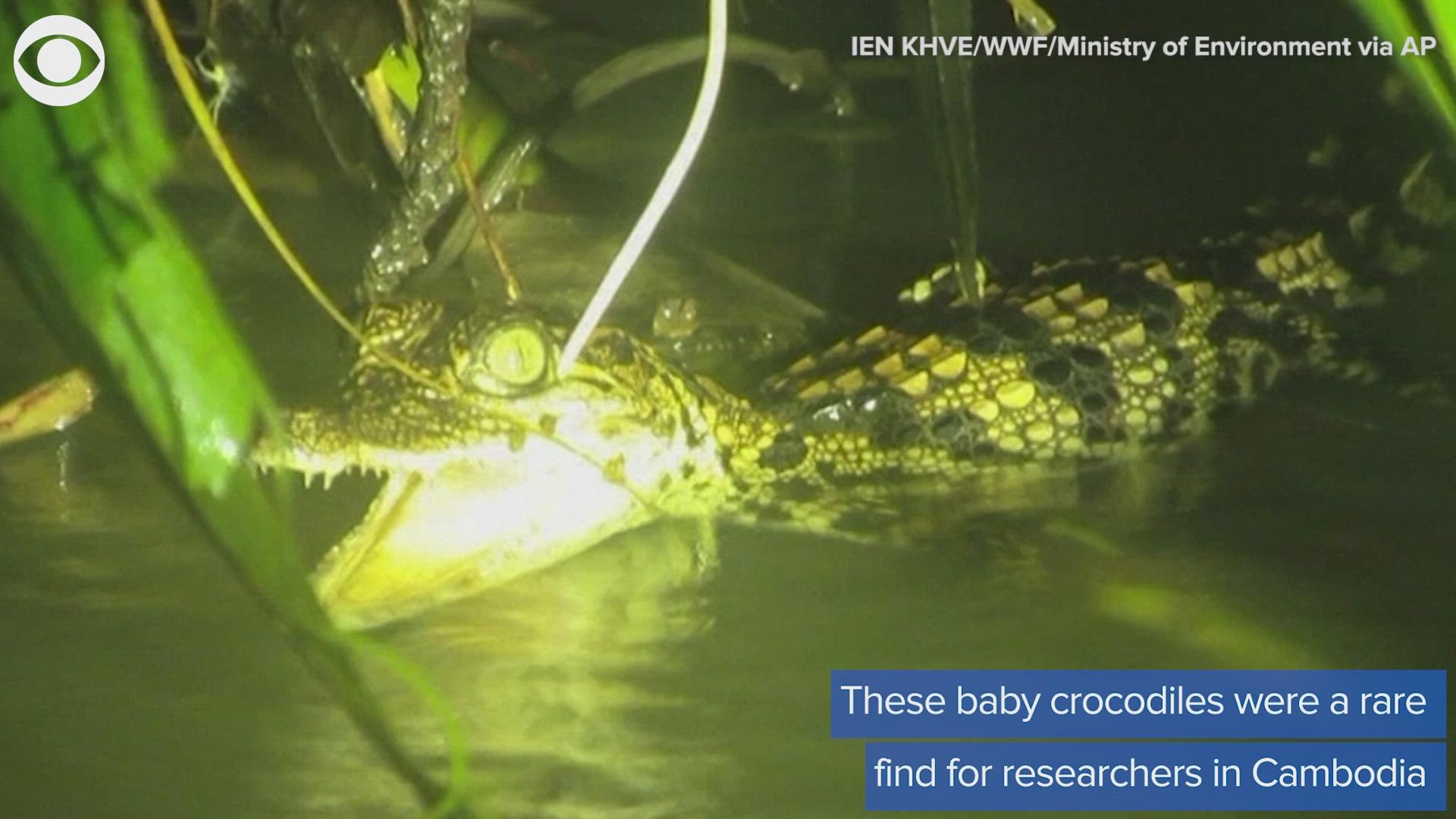 Researchers in Cambodia found hatchlings of one of the world’s rarest reptiles. Take a look