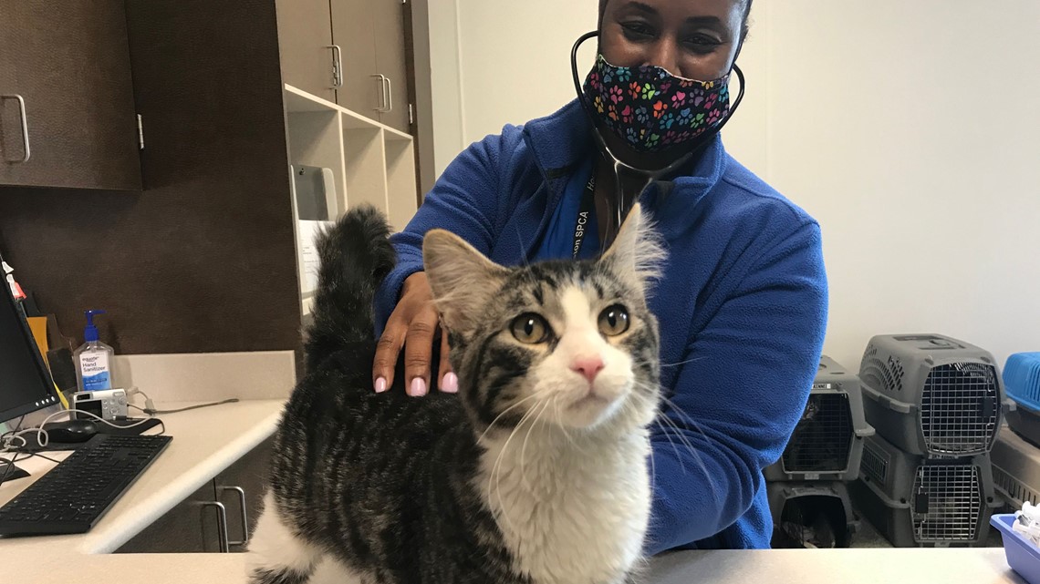 50 cats from Louisiana shelters brought to Houston SPCA | khou.com