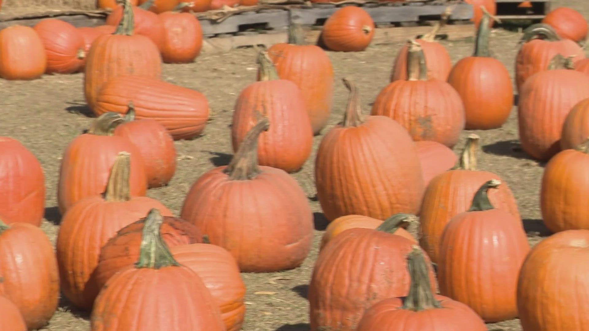Meteorologist Chita Craft checked the pumpkins out at Dewberry Farms.