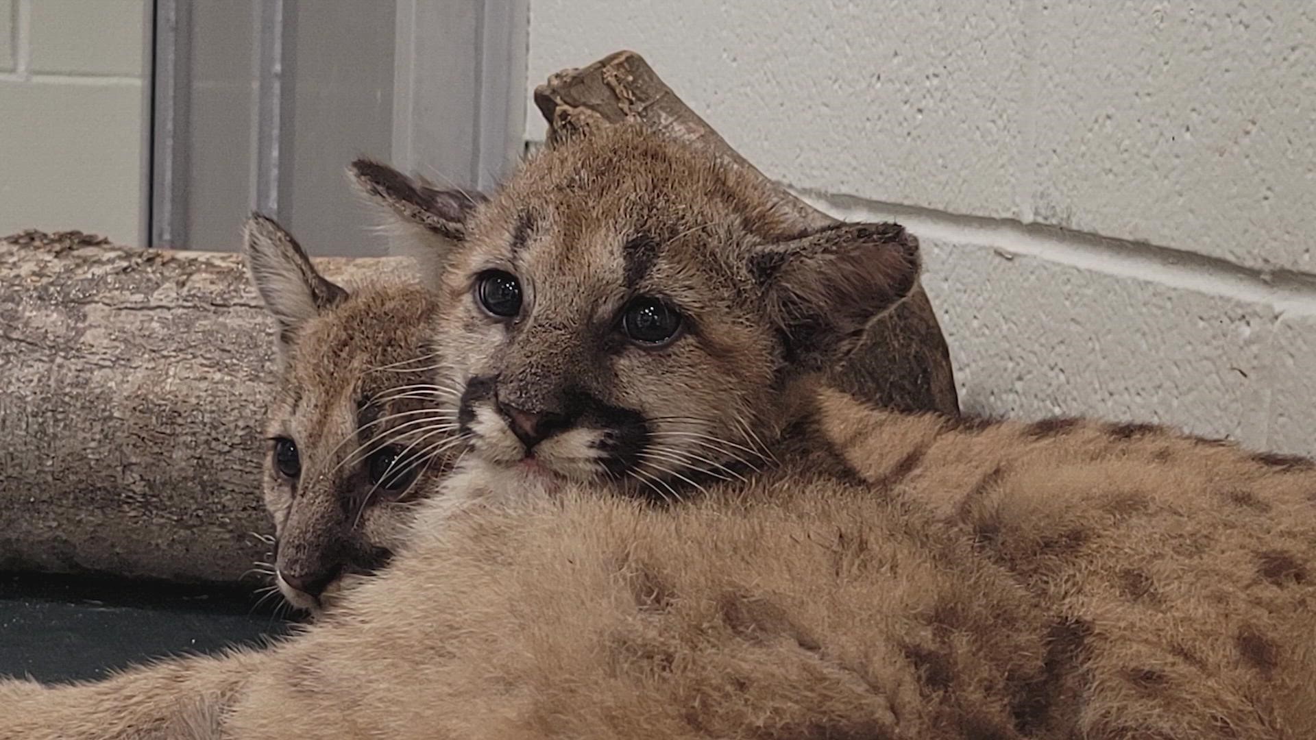 The Houston Zoo just got a whole lot fluffier after two orphan cougar cubs, one of which was introduced as Shasta VII, found a new home at their facility.