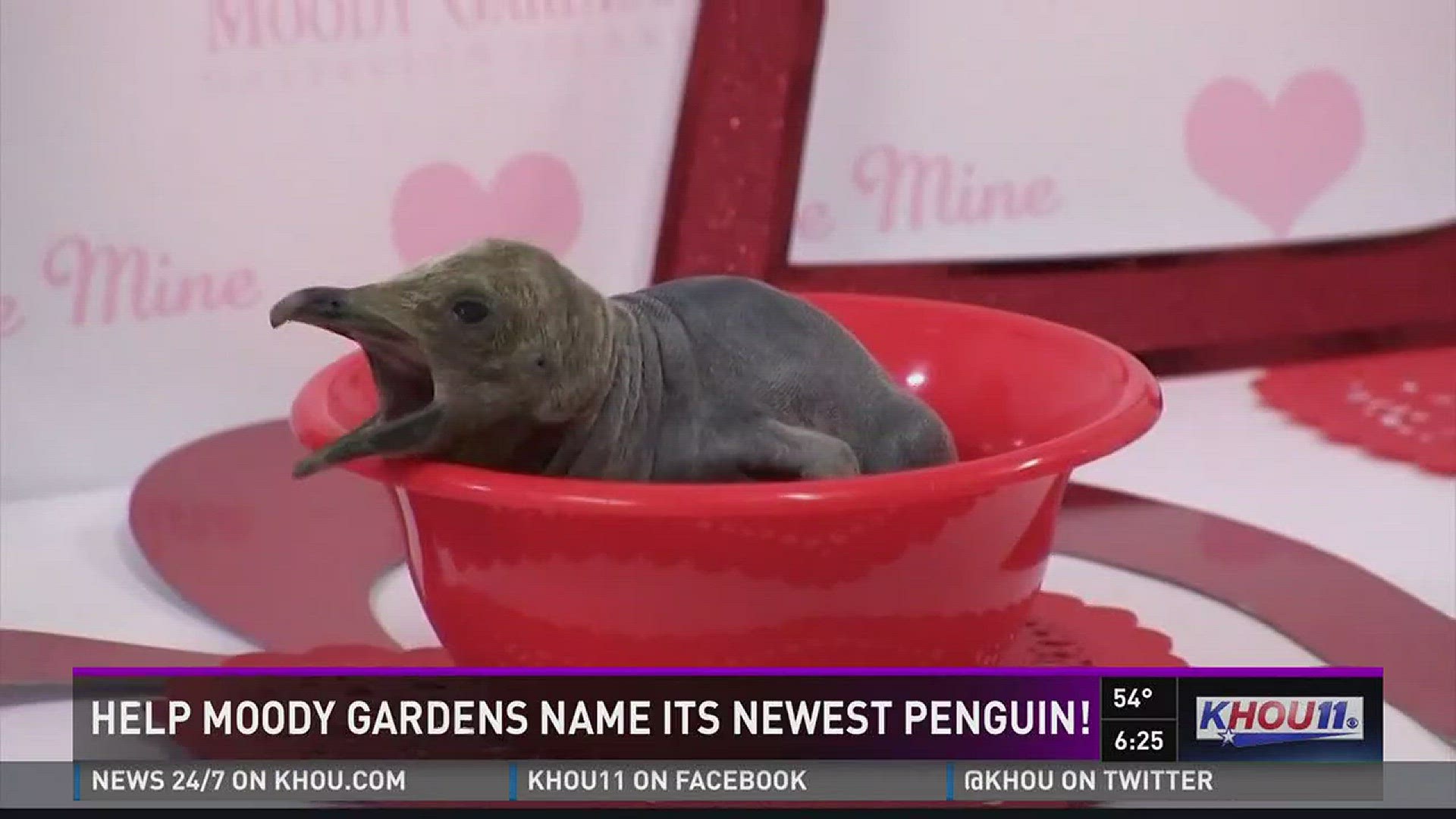The King penguin chick born earlier this month to a first-time mother still doesn't have a name, and Moody Gardens is asking for the public's assistance in choosing one.