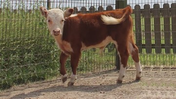 Missing baby bull 'Sir Loin' returned to Dewberry Farm in Brookshire