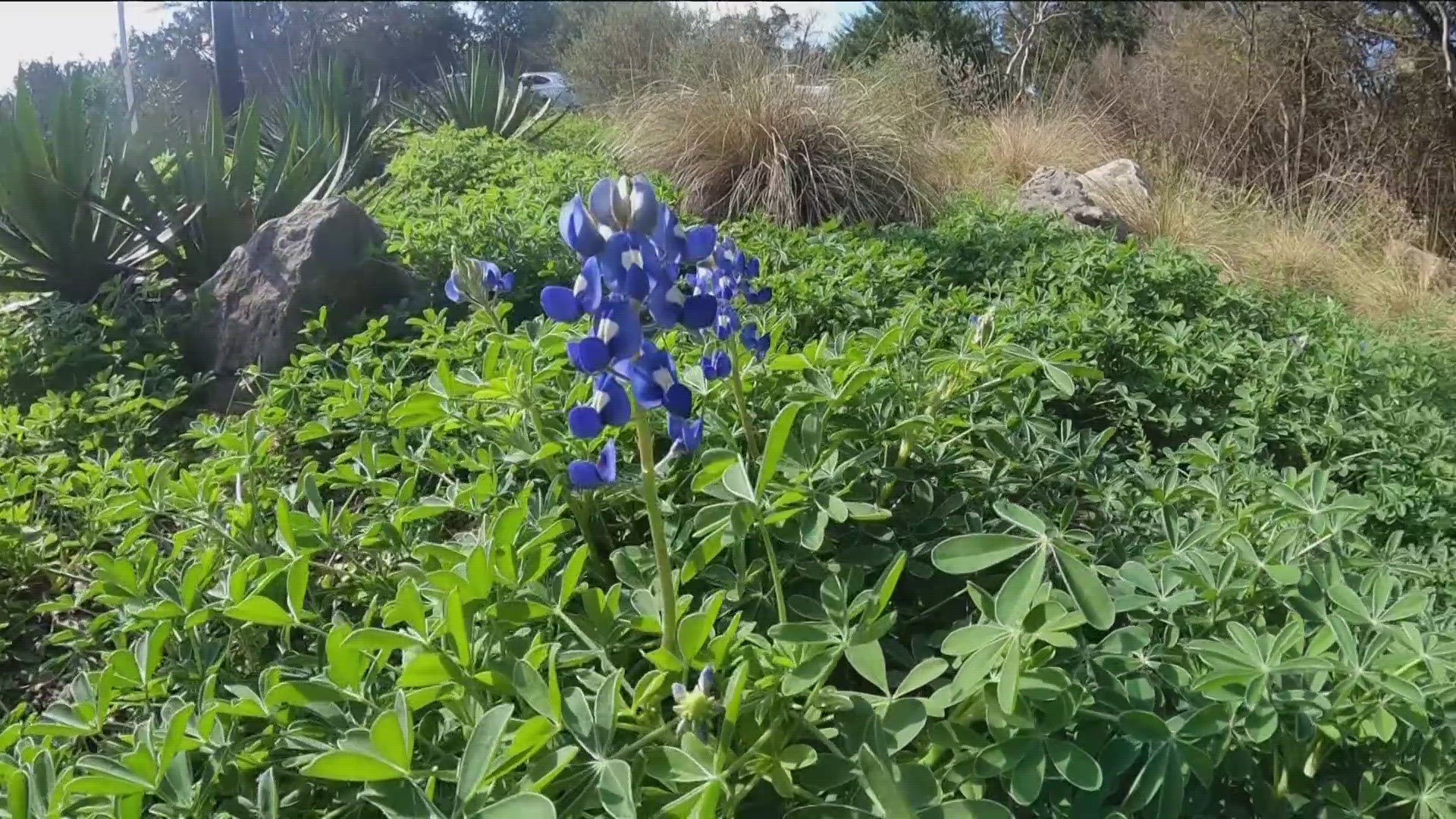 We are already starting to see some real Texas beauty – bluebonnets!