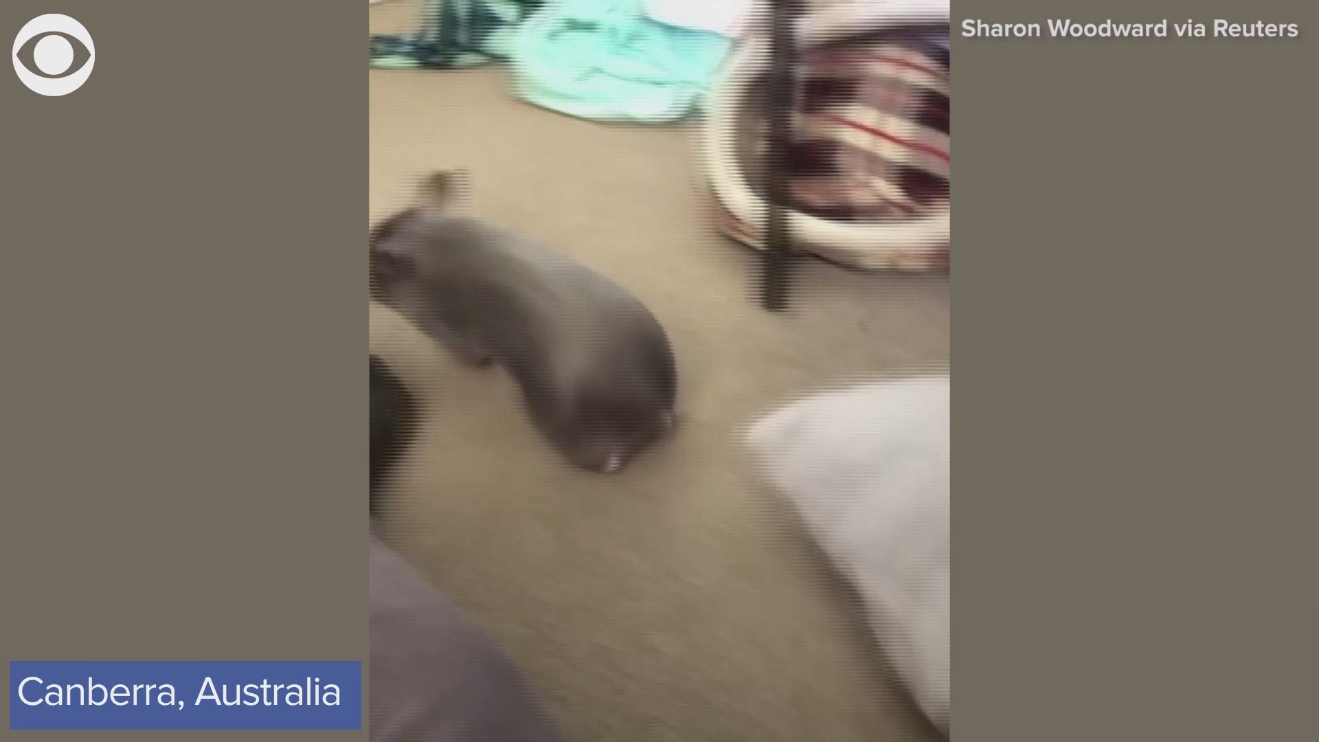This baby wombat playing with her caretaker in Australia will make you smile.