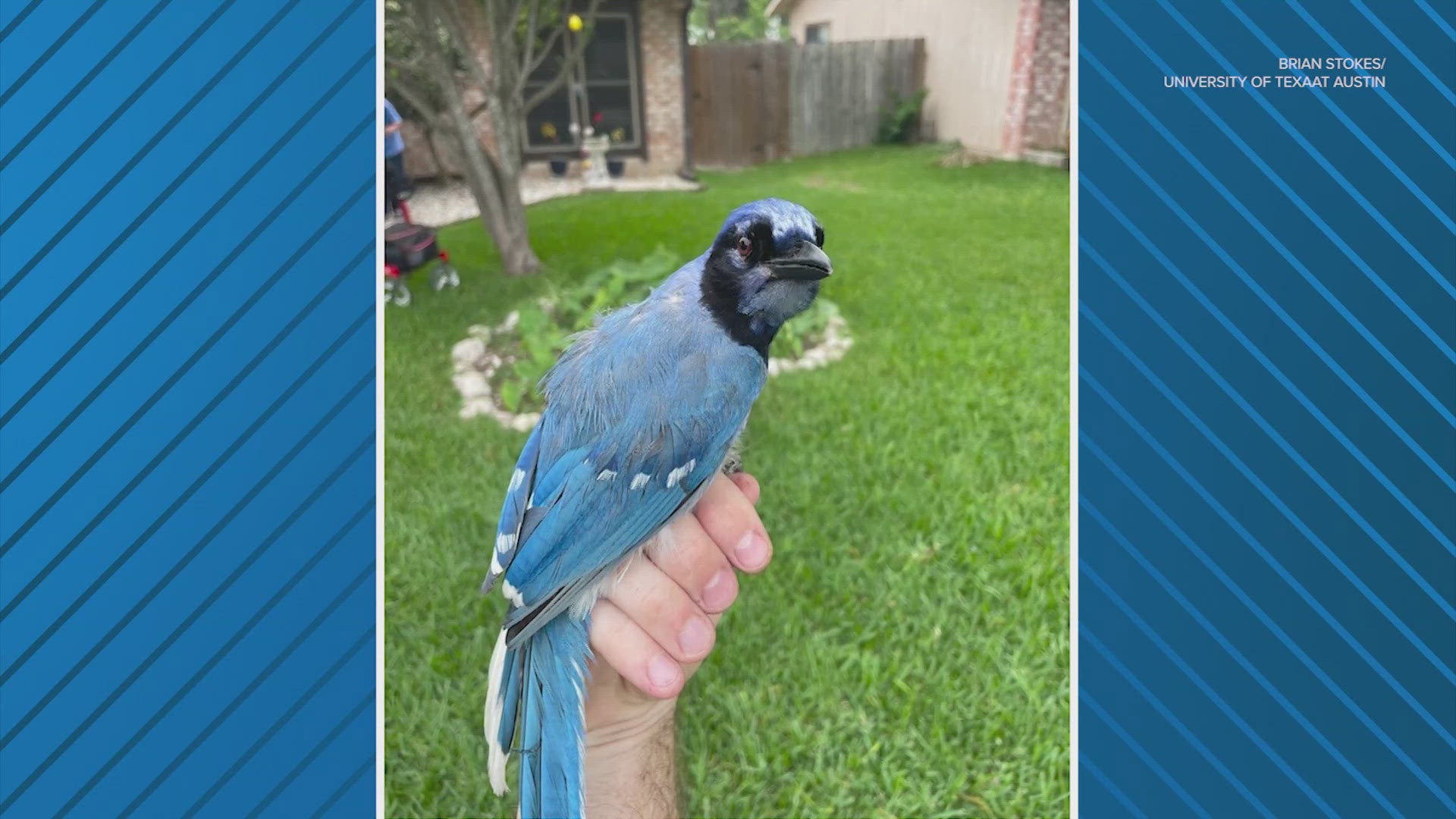 Texas hybrid bird may be first vertebrate created by climate
