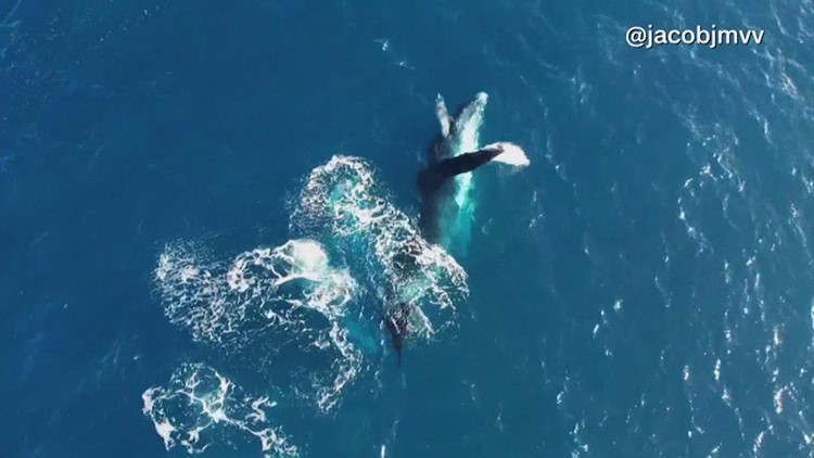 Moment of Zen: Whale dolphin dance, play together