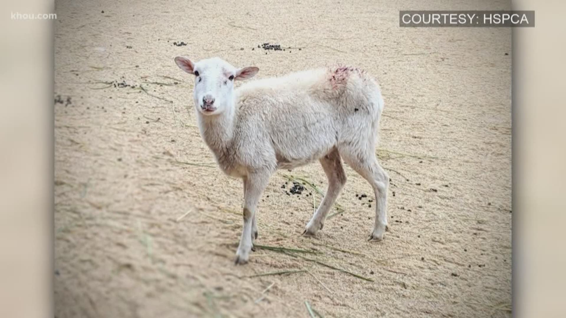 Last month, the Houston SPCA rescued 24 sheep. Dogs had attacked the farm animals and the wounded sheep were left to fend for themselves. Now the sheep are enjoying a new life and motherhood.