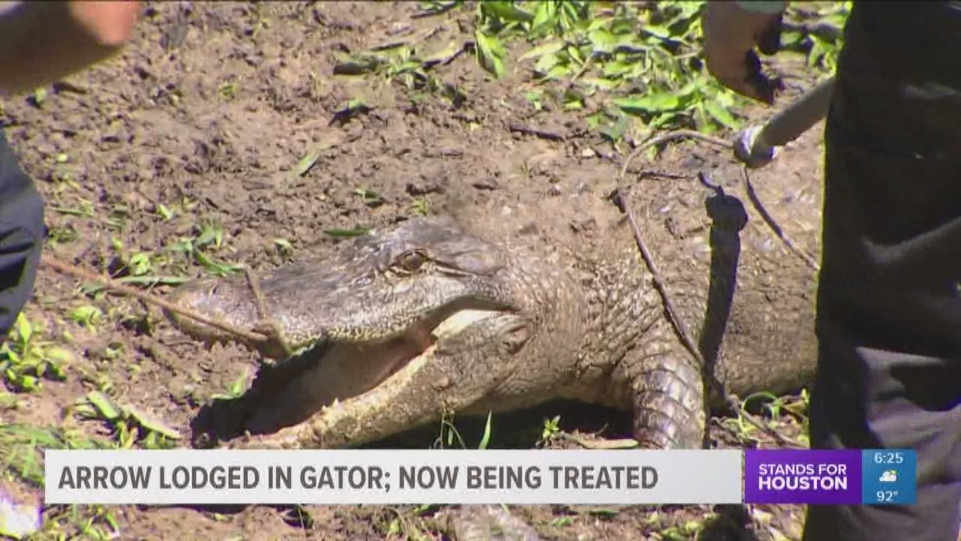 An arrow was found lodged in the gator, which is now being treated.
