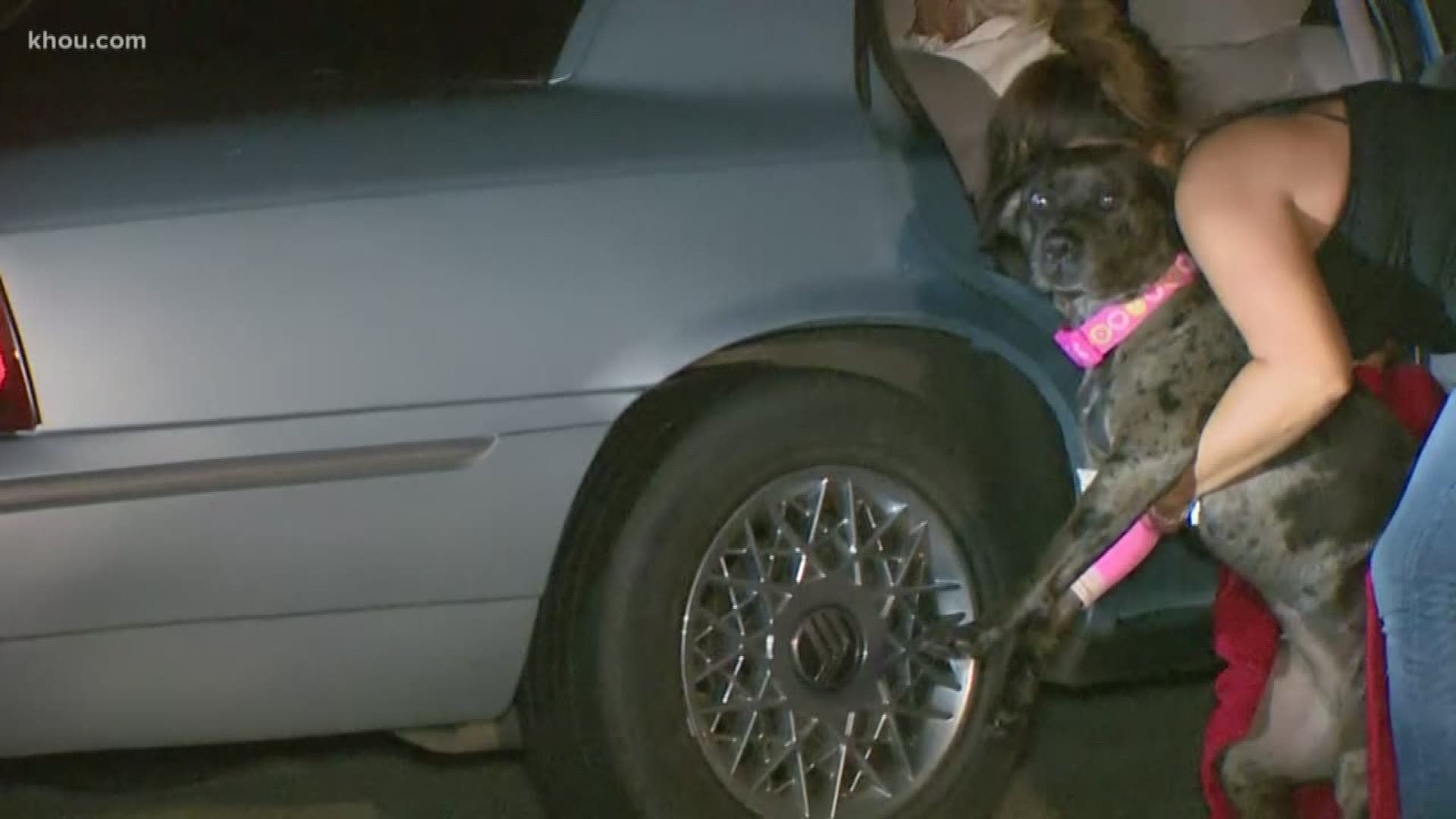 A family dog came to the rescue as gunmen held a father down during a home invasion overnight.