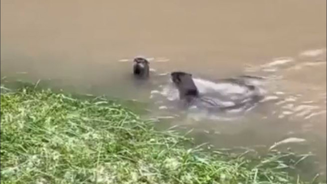 Mengapa kita tidak melihat berang-berang di Houston lebih sering?