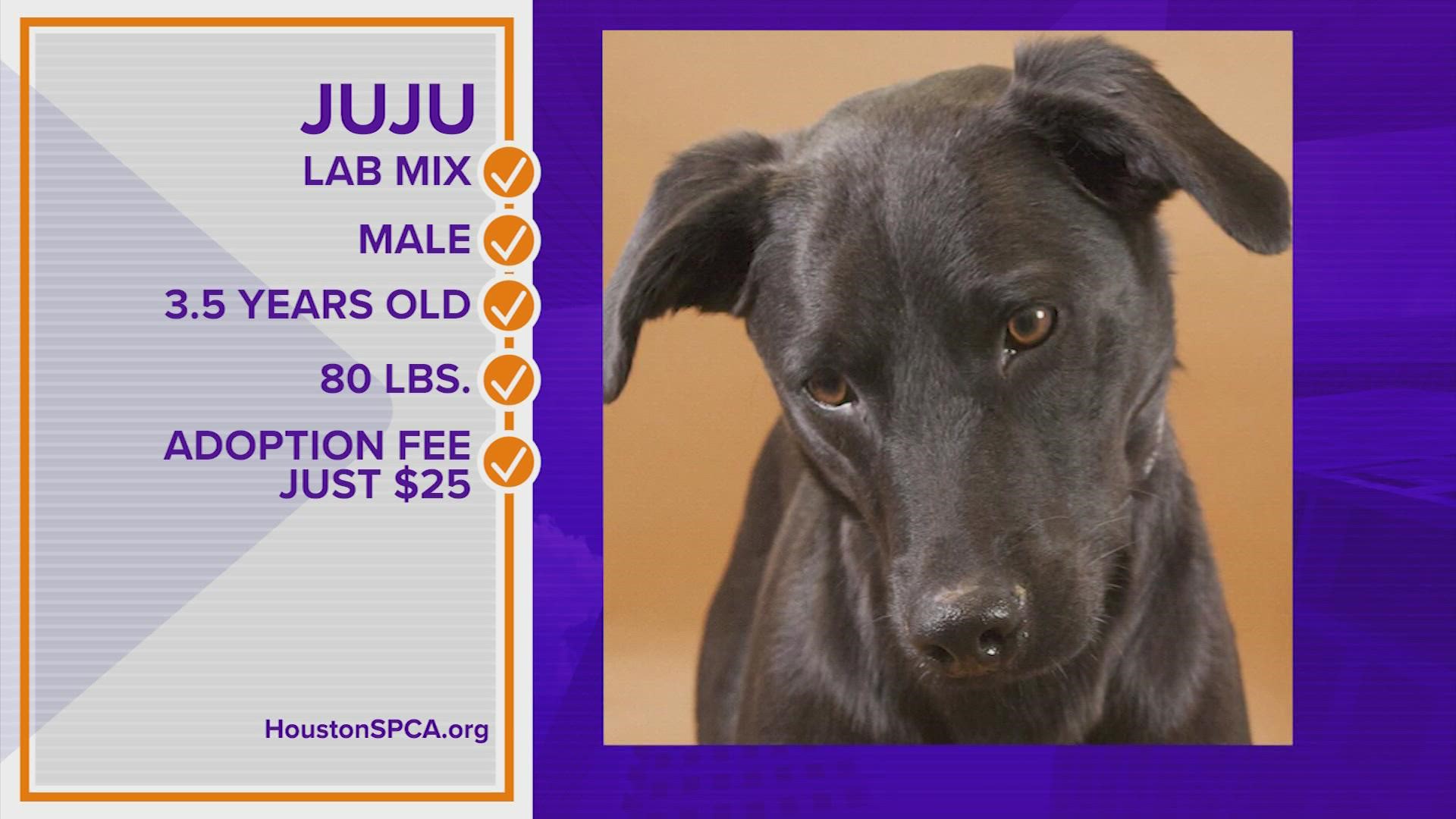 Juju's still looking for his forever home. Is it you? You can meet him and other big dogs at the Houston SPCA.