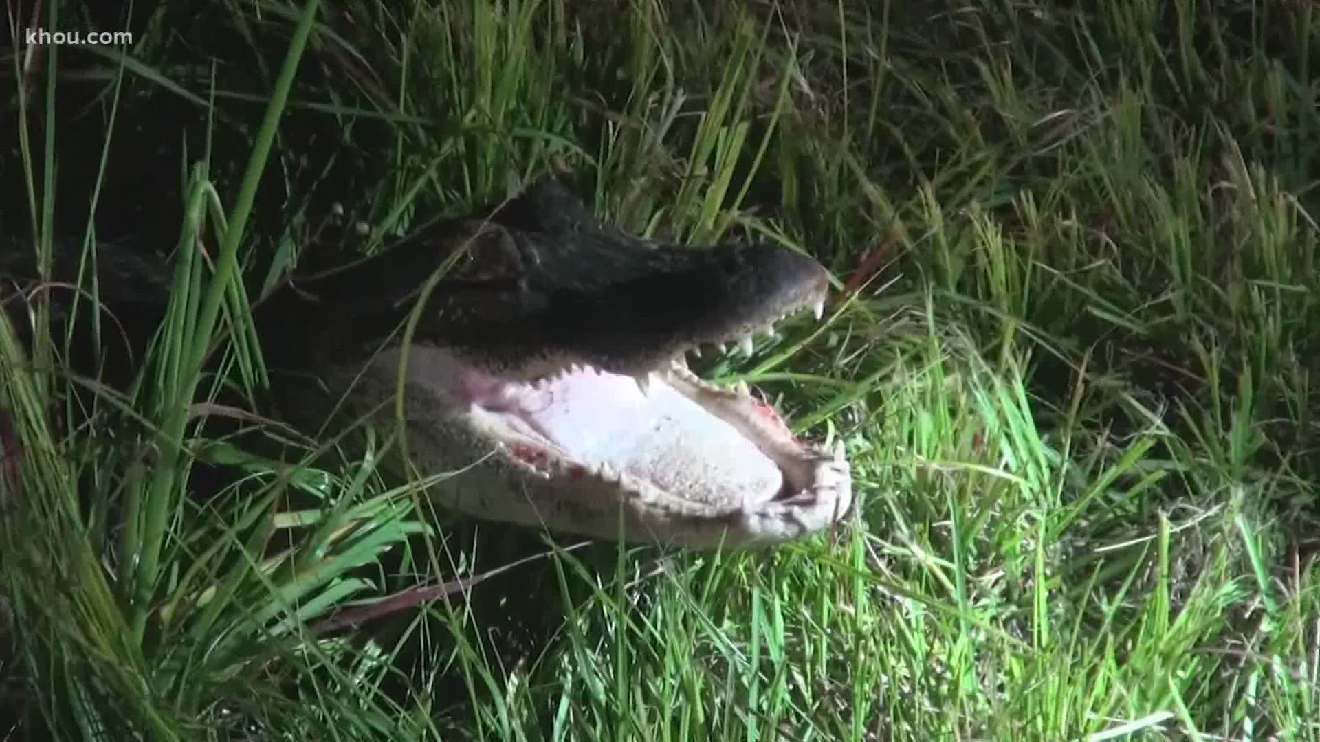 An injured alligator apparently didn’t realize Conroe police and DPS troopers were trying to help it early Thursday.