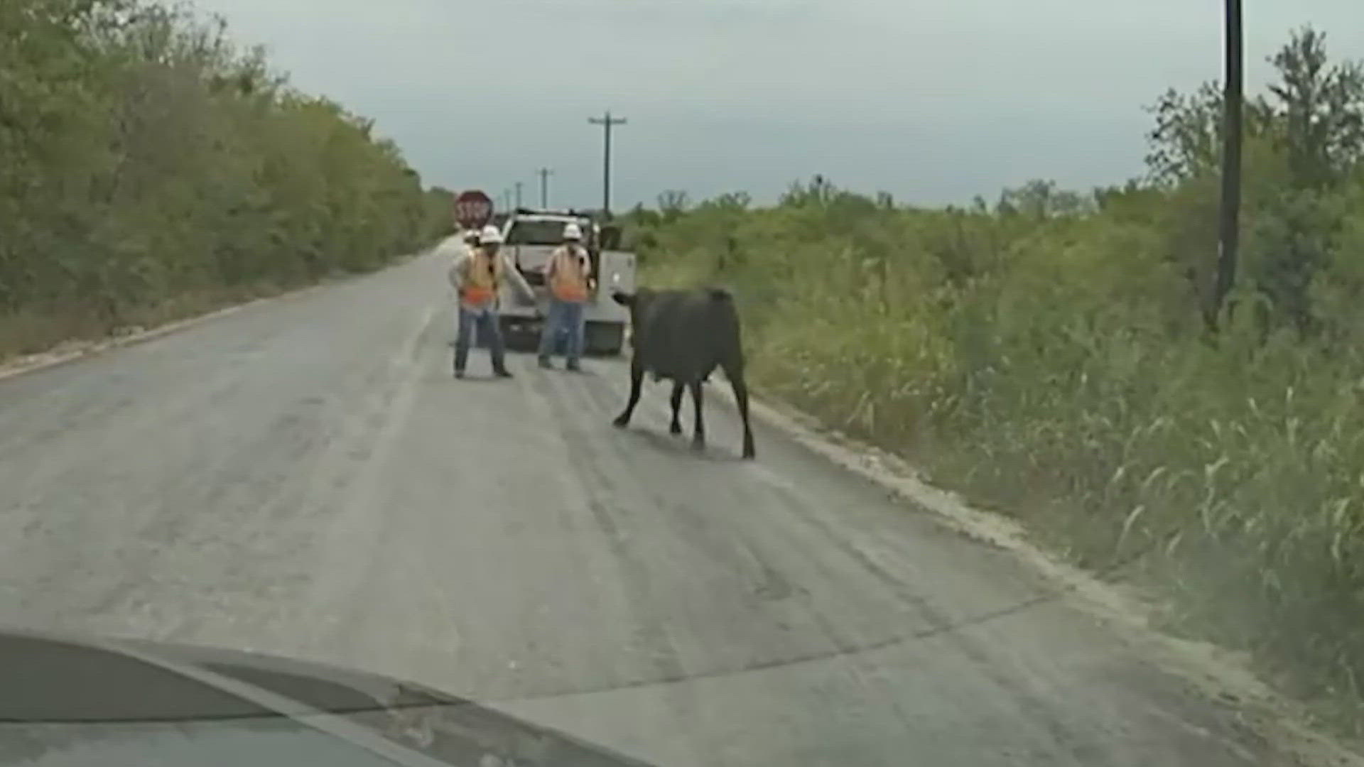 Loose cow charges road crews near Austin | khou.com