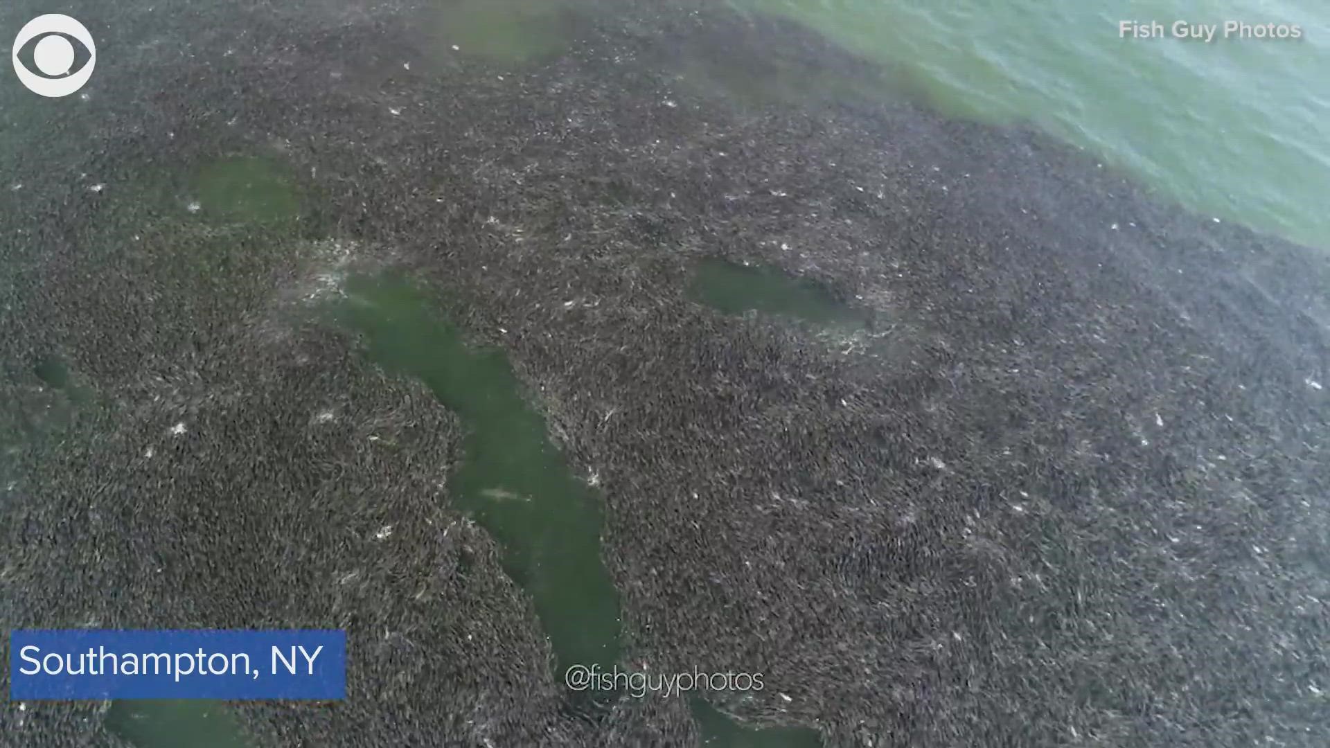 Sharks were caught on camera swimming through schools of fish in Southampton, NY on July 24.